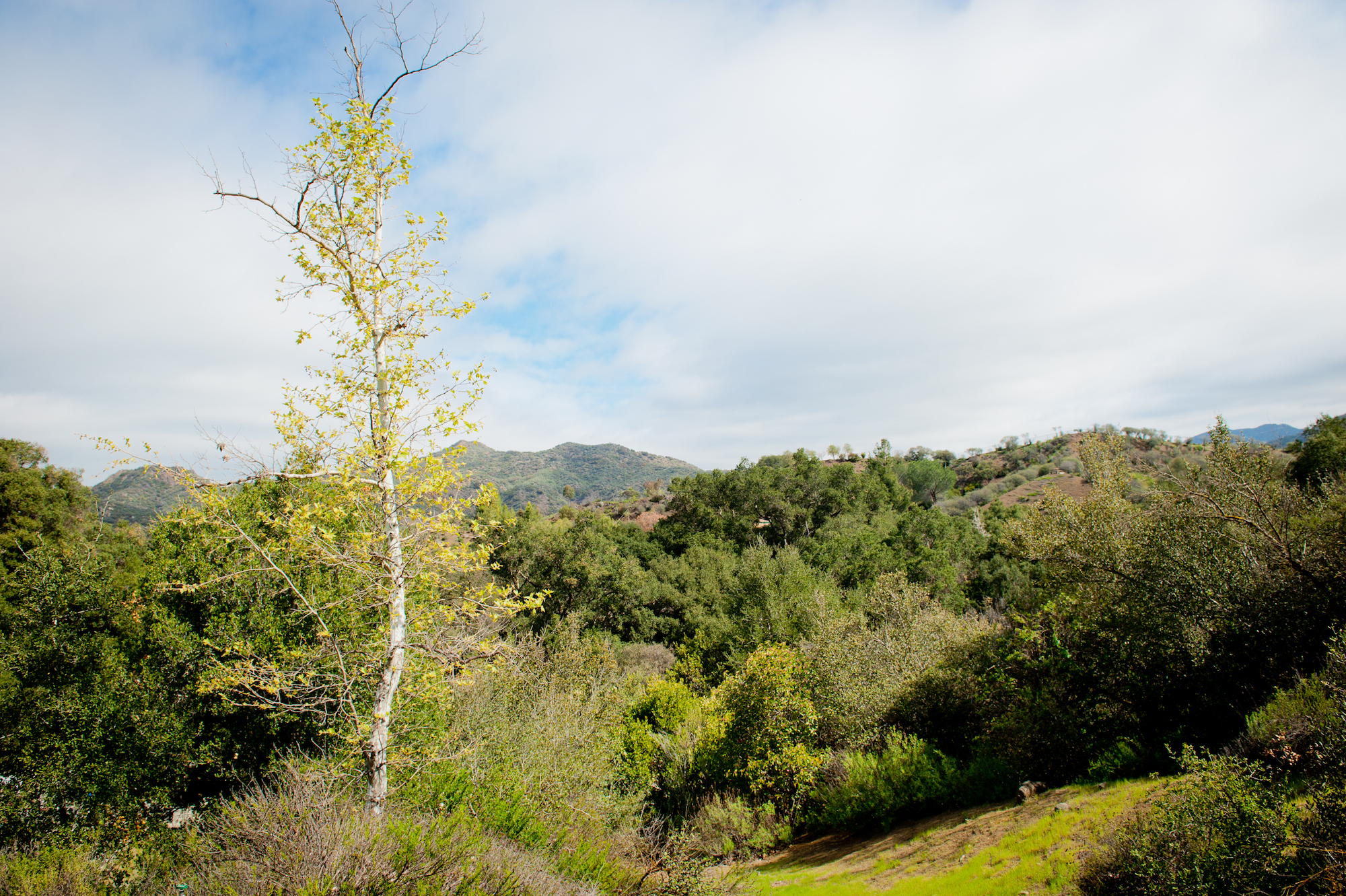 Treeful Landscape