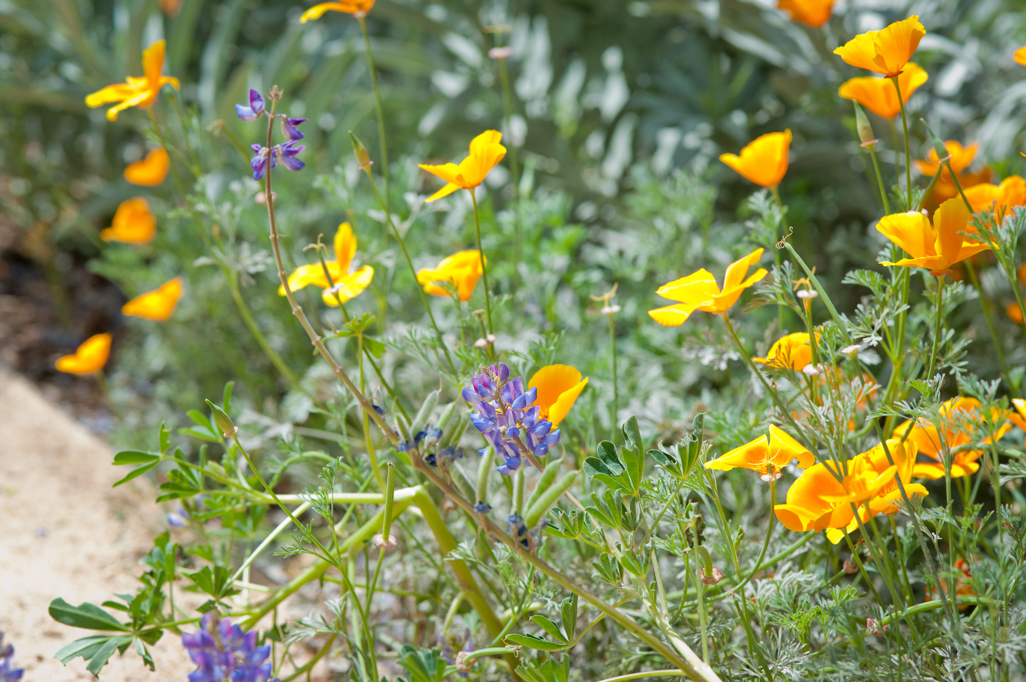 Wildlife Garden