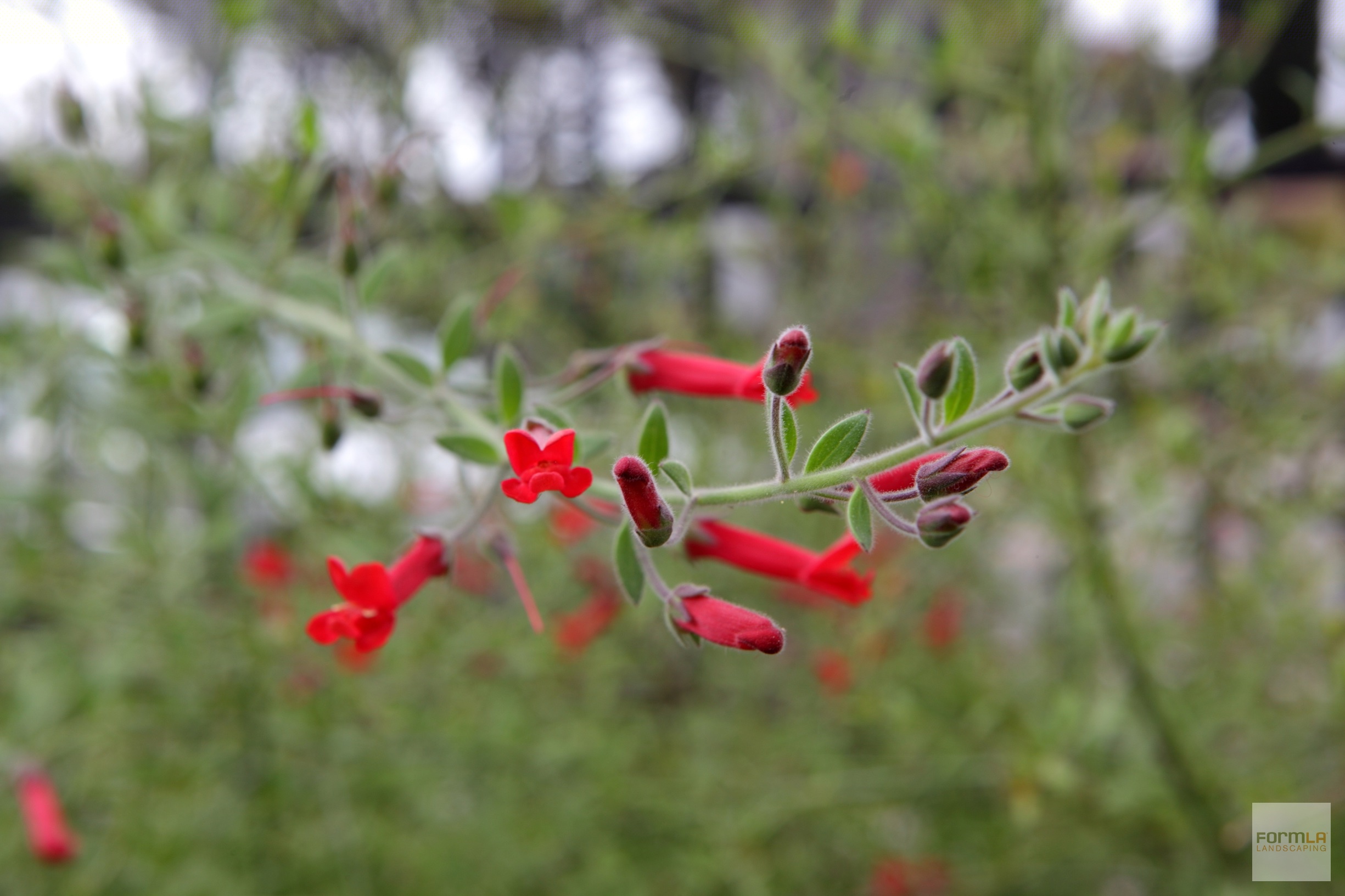 Island Snapdragon