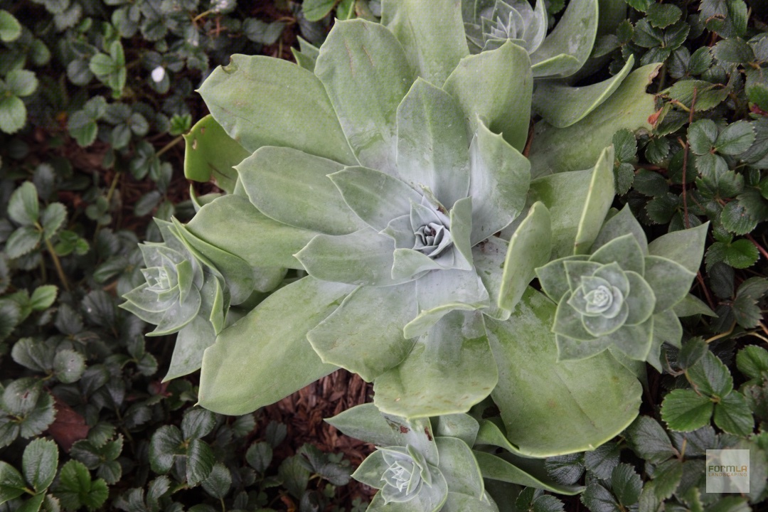 Coast Dudleya