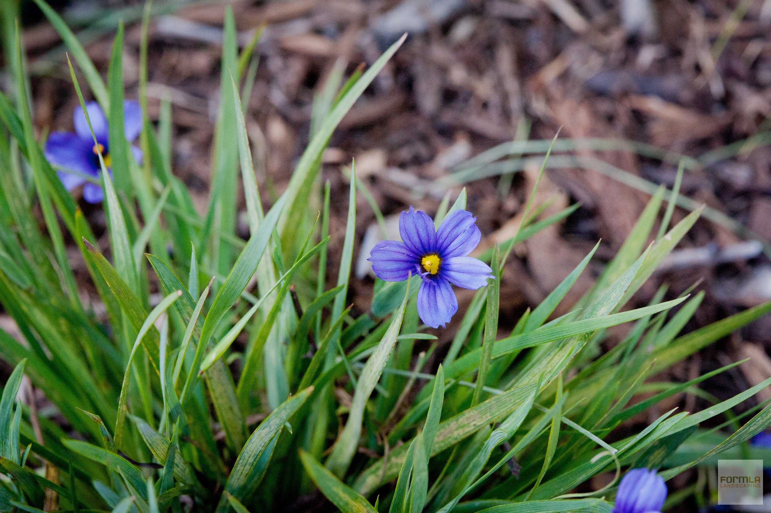 Blue Eyed Grass