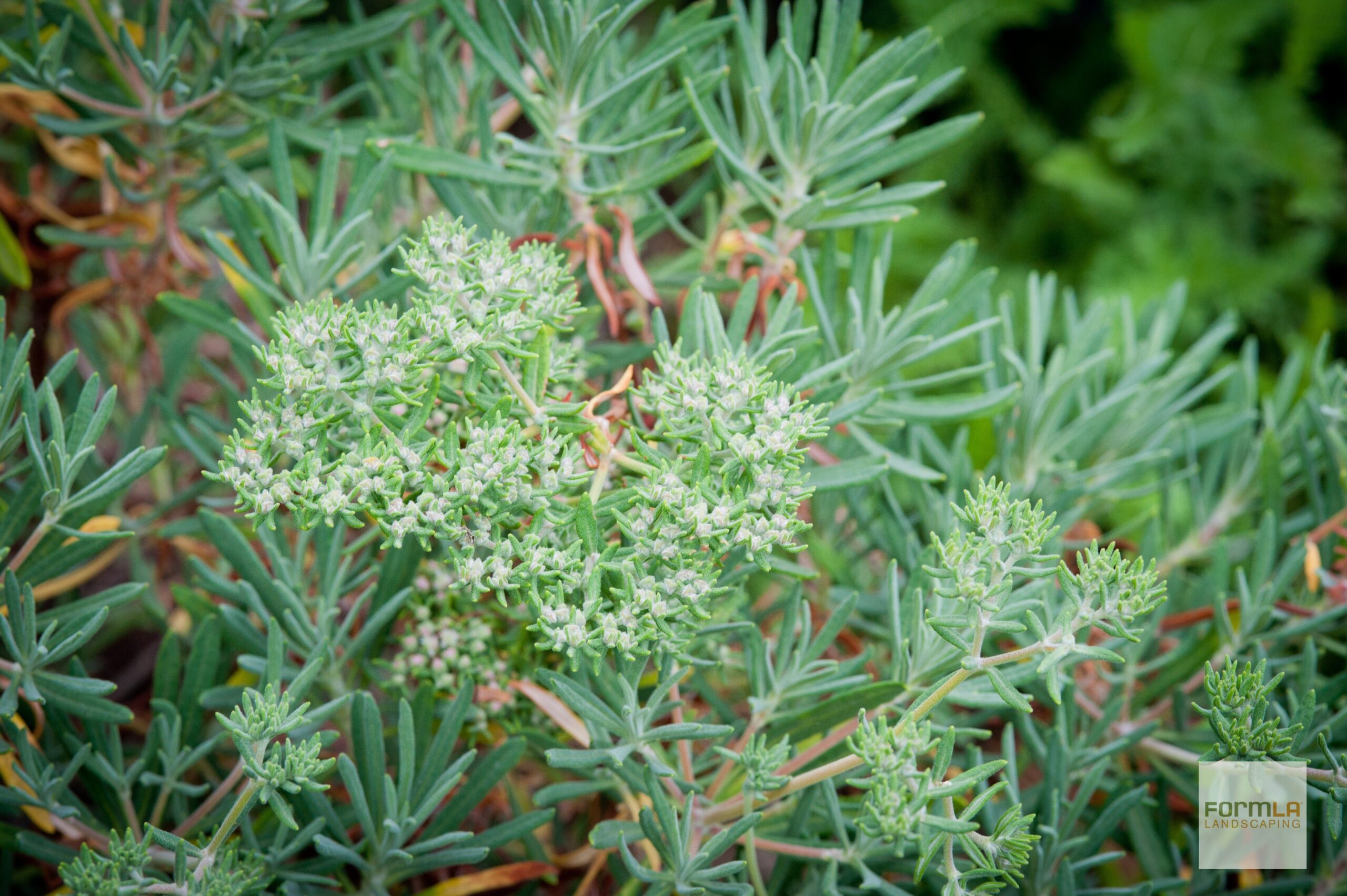 Santa Cruz Island Buckwheat