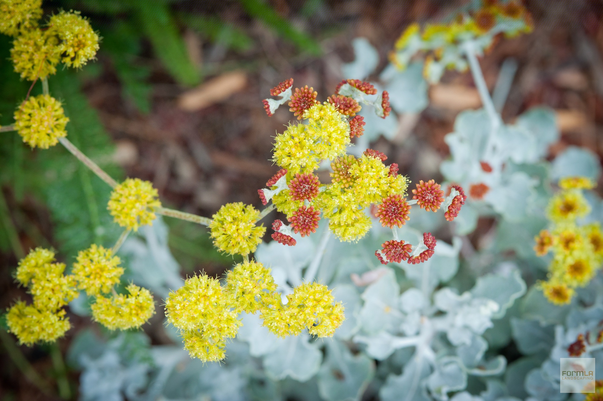 Sulphur Buckwheat