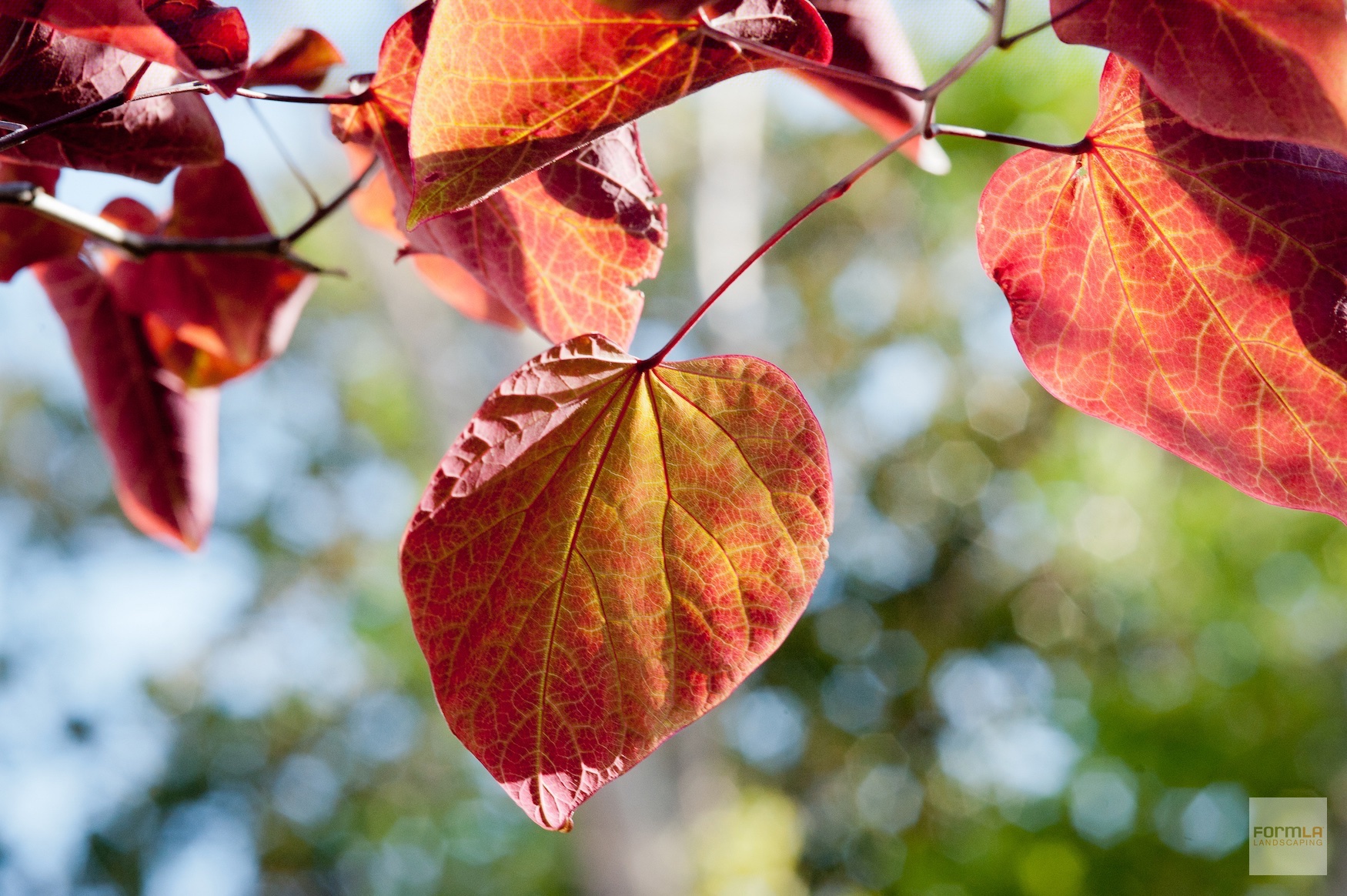 Western Redbud