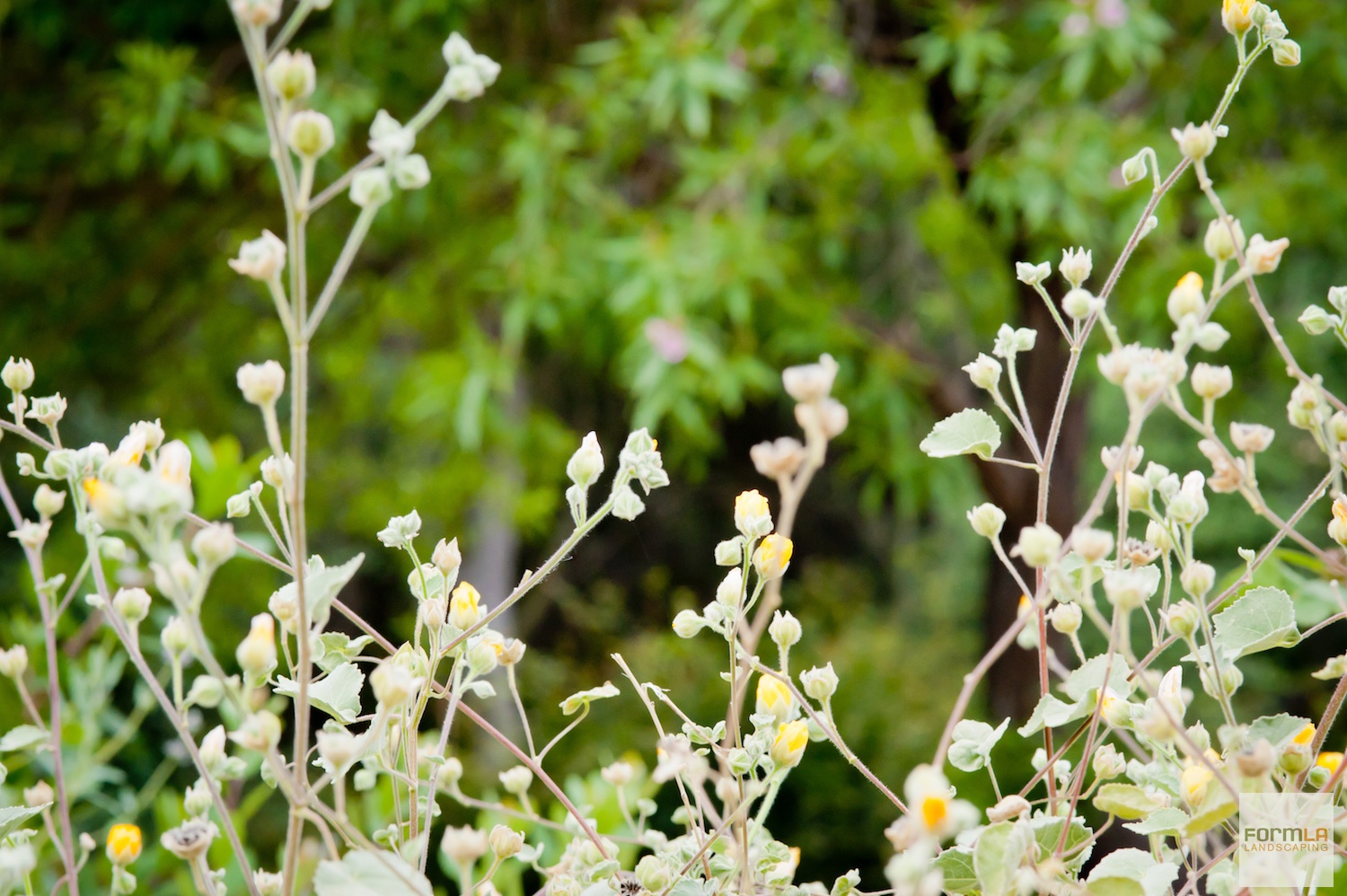 Indian Mallow