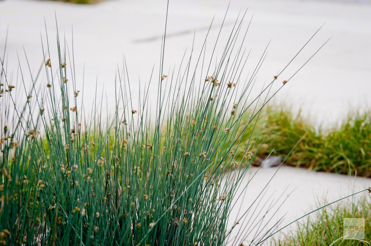 Juncus Patens