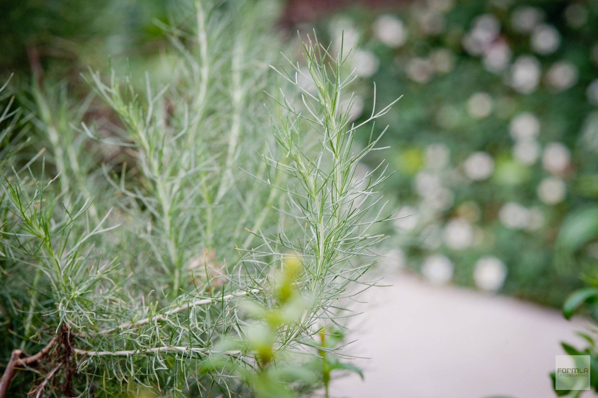 California Sagebrush