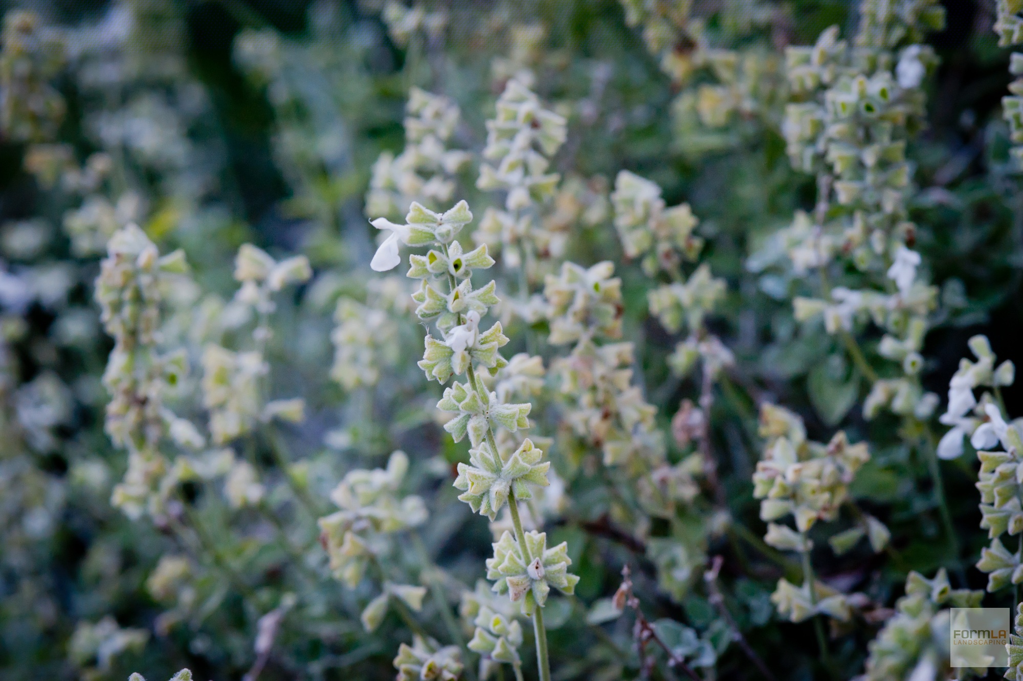 Cedros Island Sage