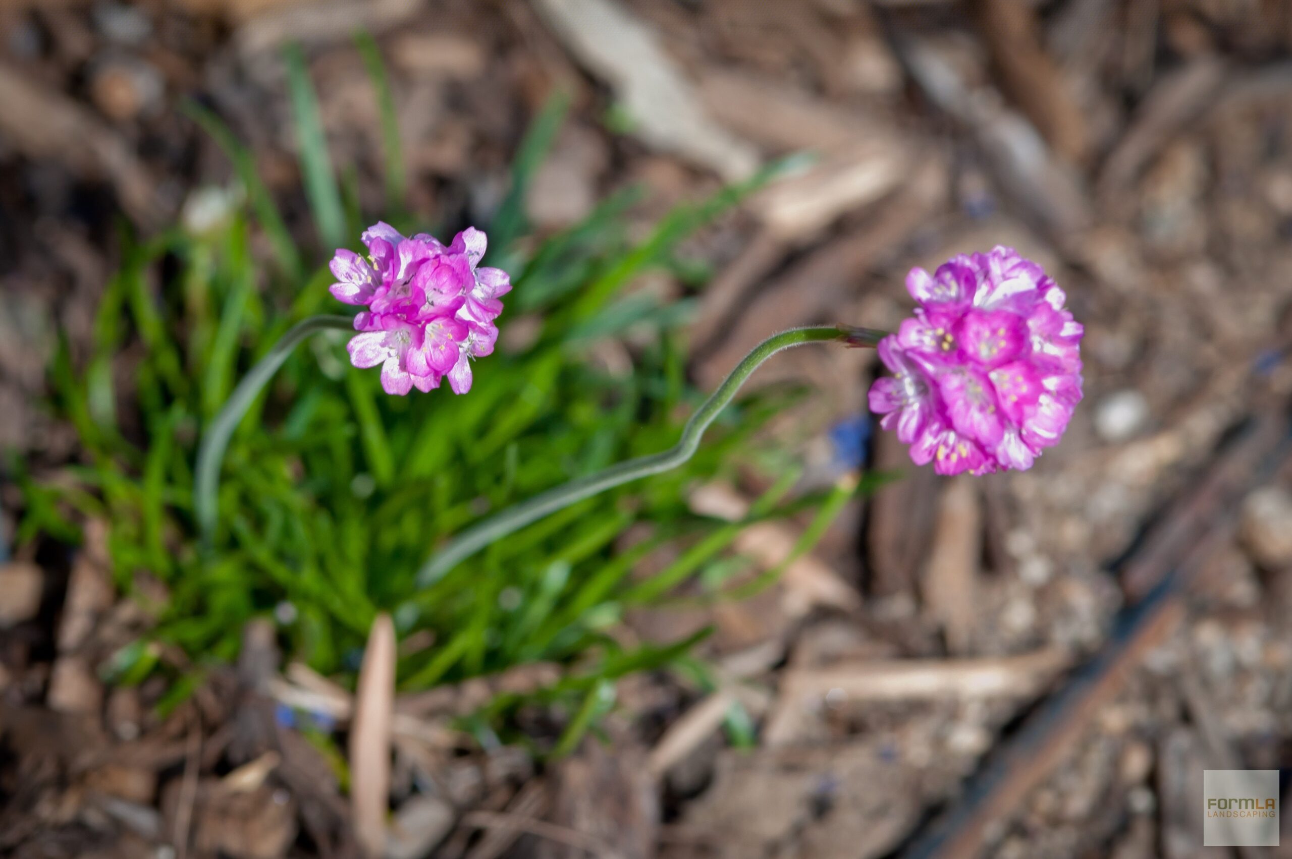 Common Thrift