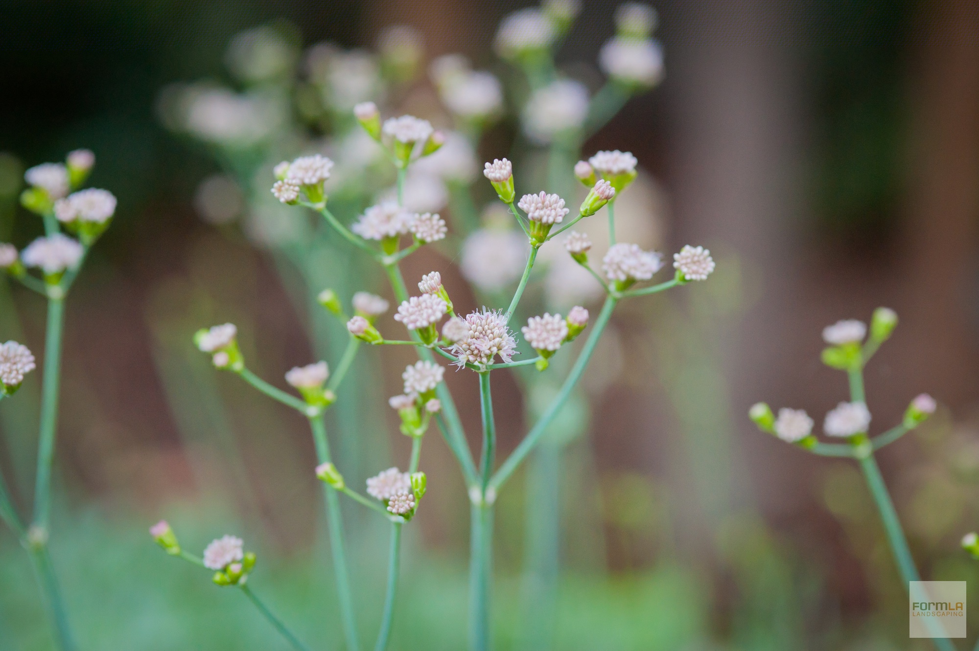 Red Buckwheat