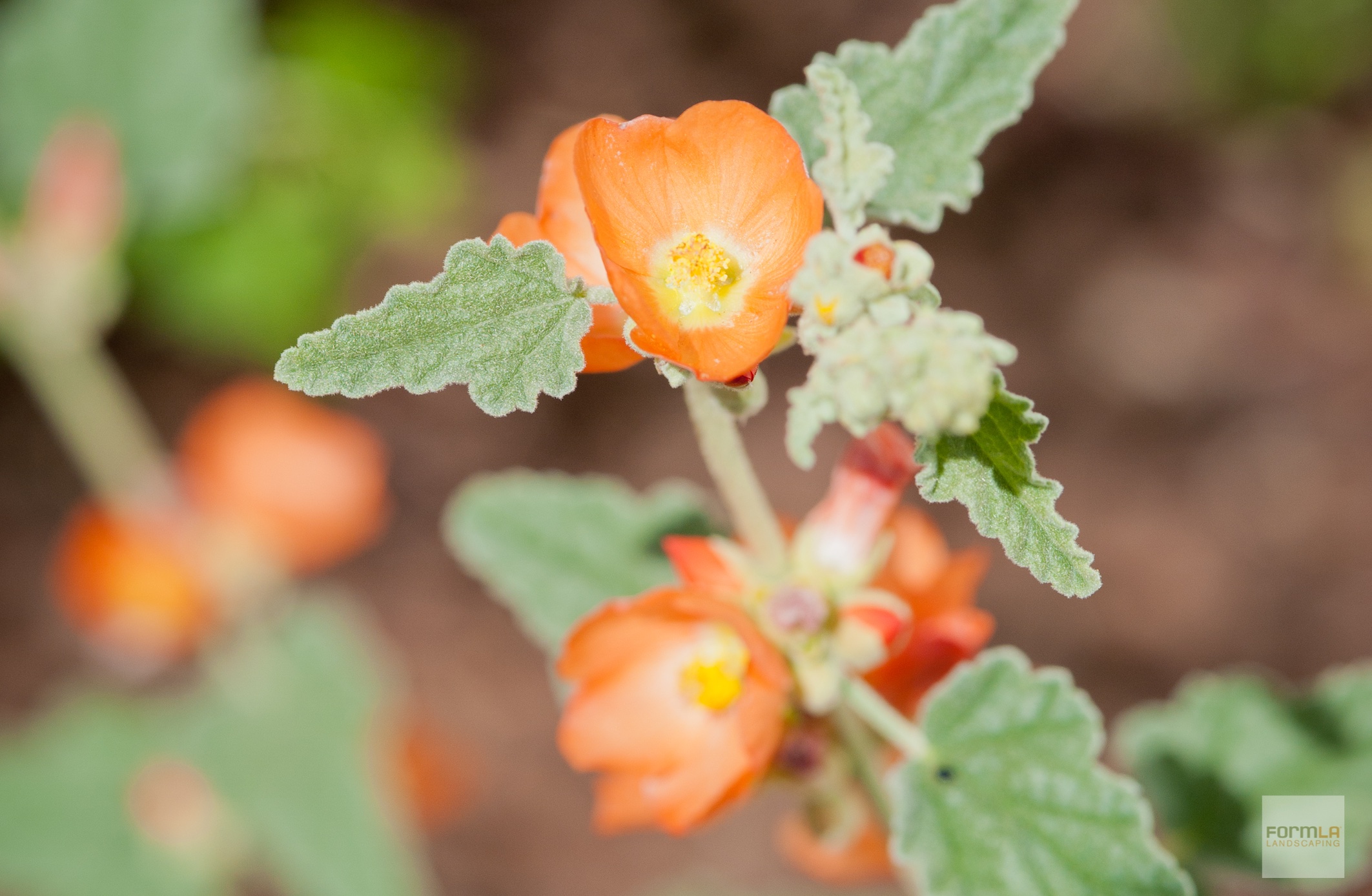 Globemallow