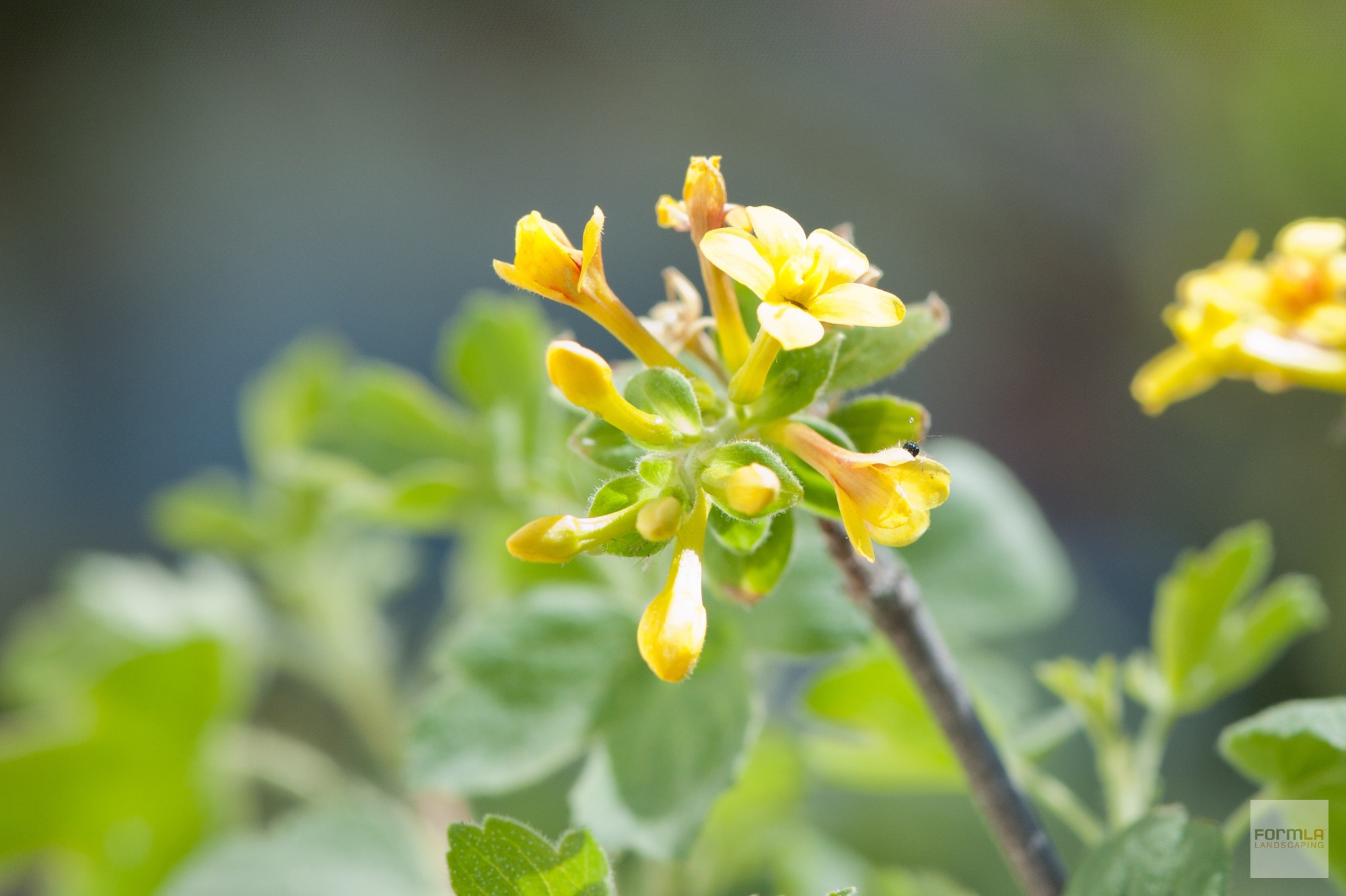 Golden Currant