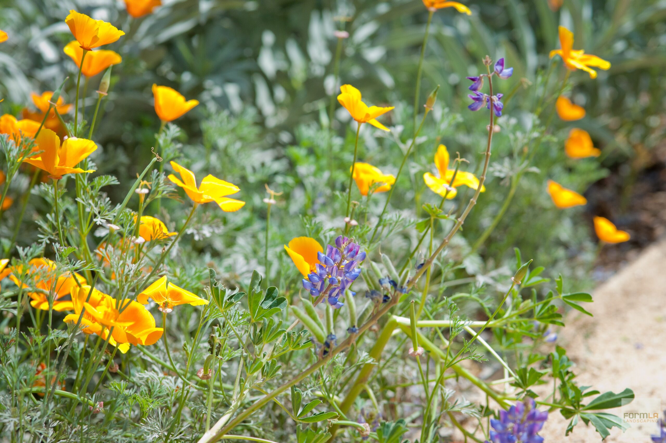 Wildflowers, Wildlife Garden, Authentic Foothill Gardens