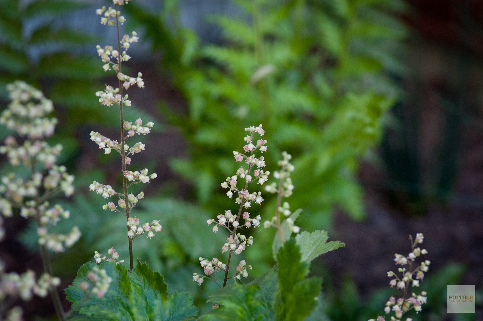 Alumroot