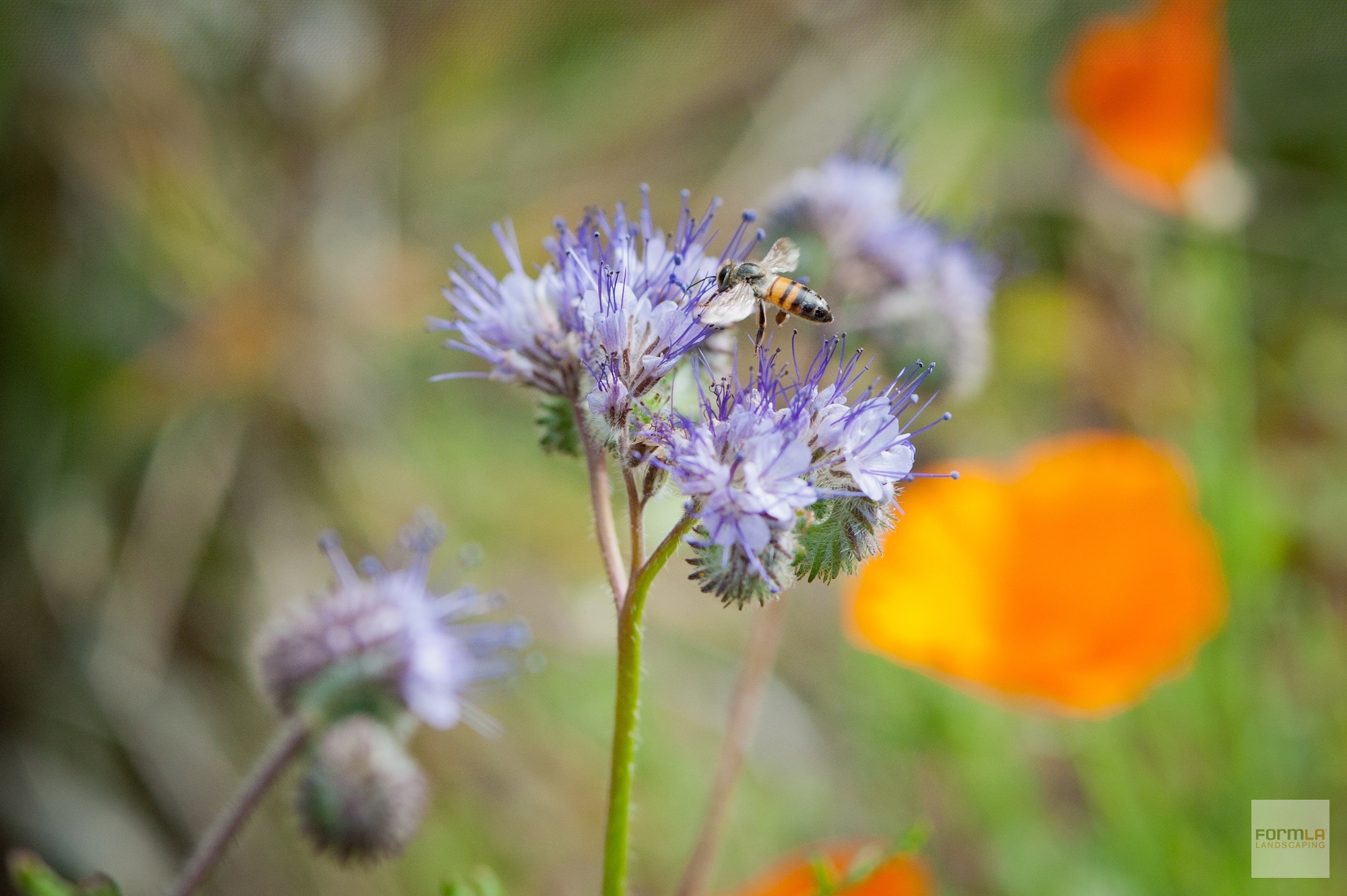 Tansy Leafed Phacelia