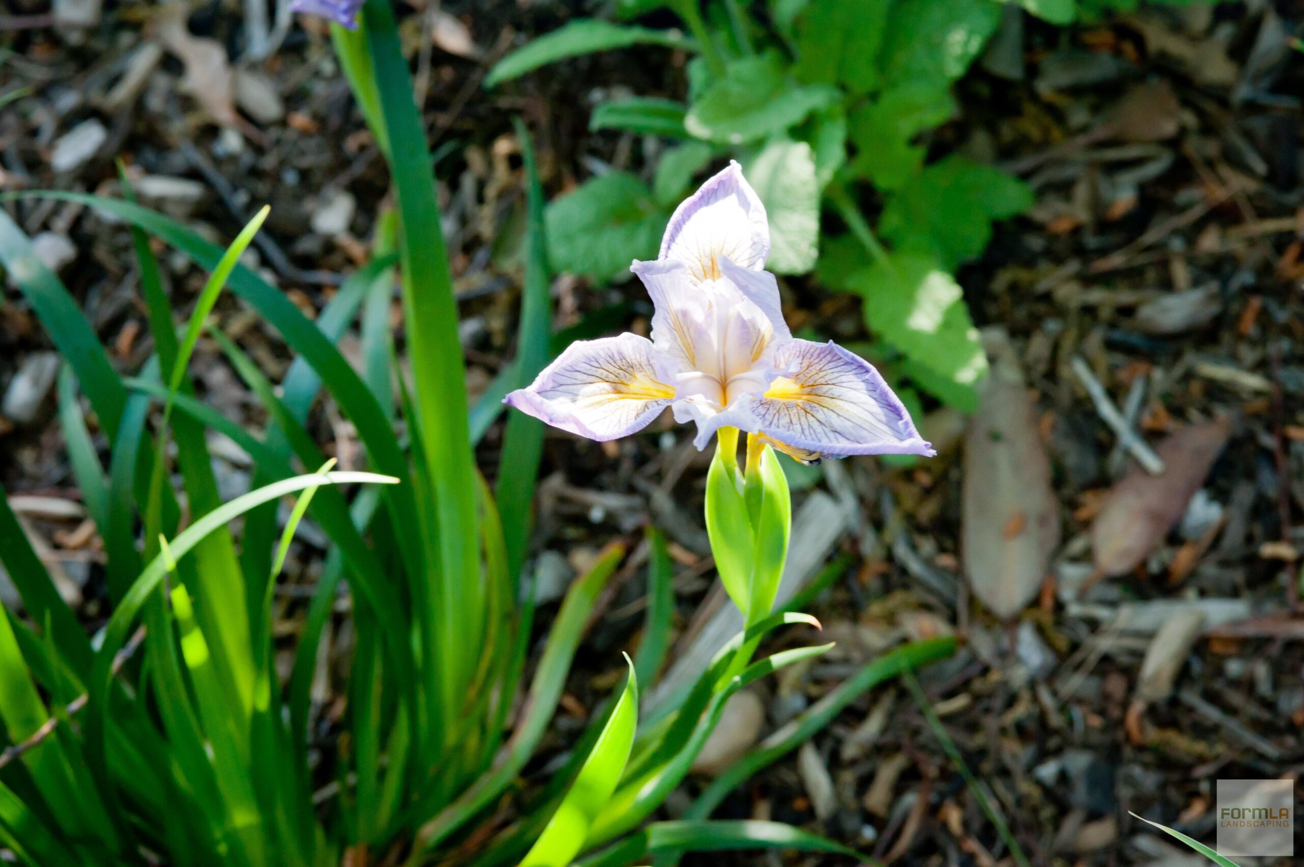 Douglas Iris