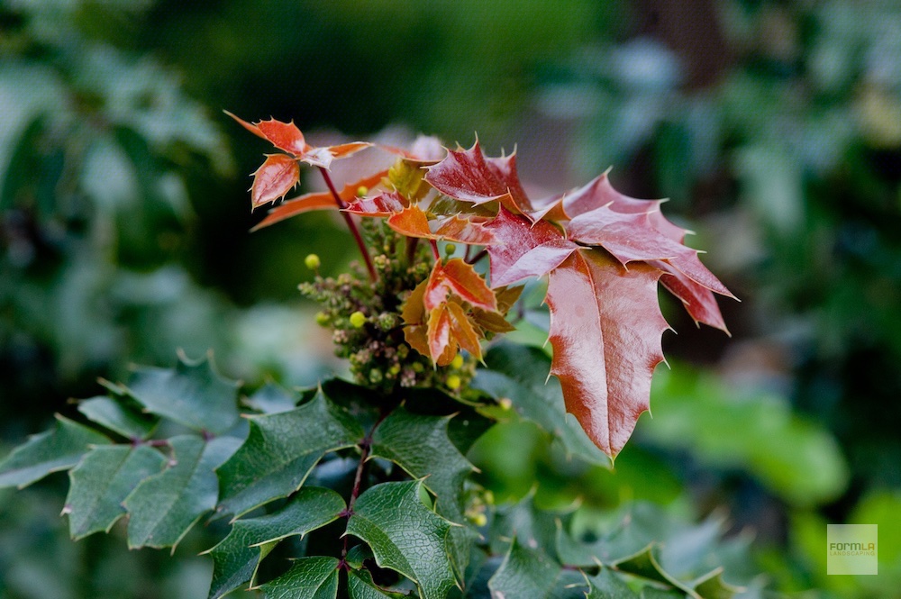 Oregon Grape