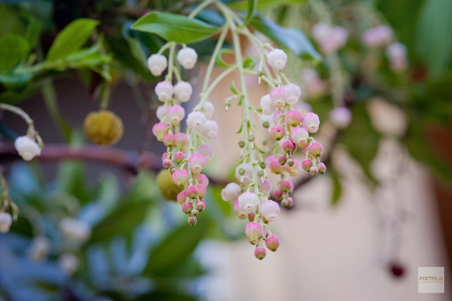 Marina Strawberry Tree