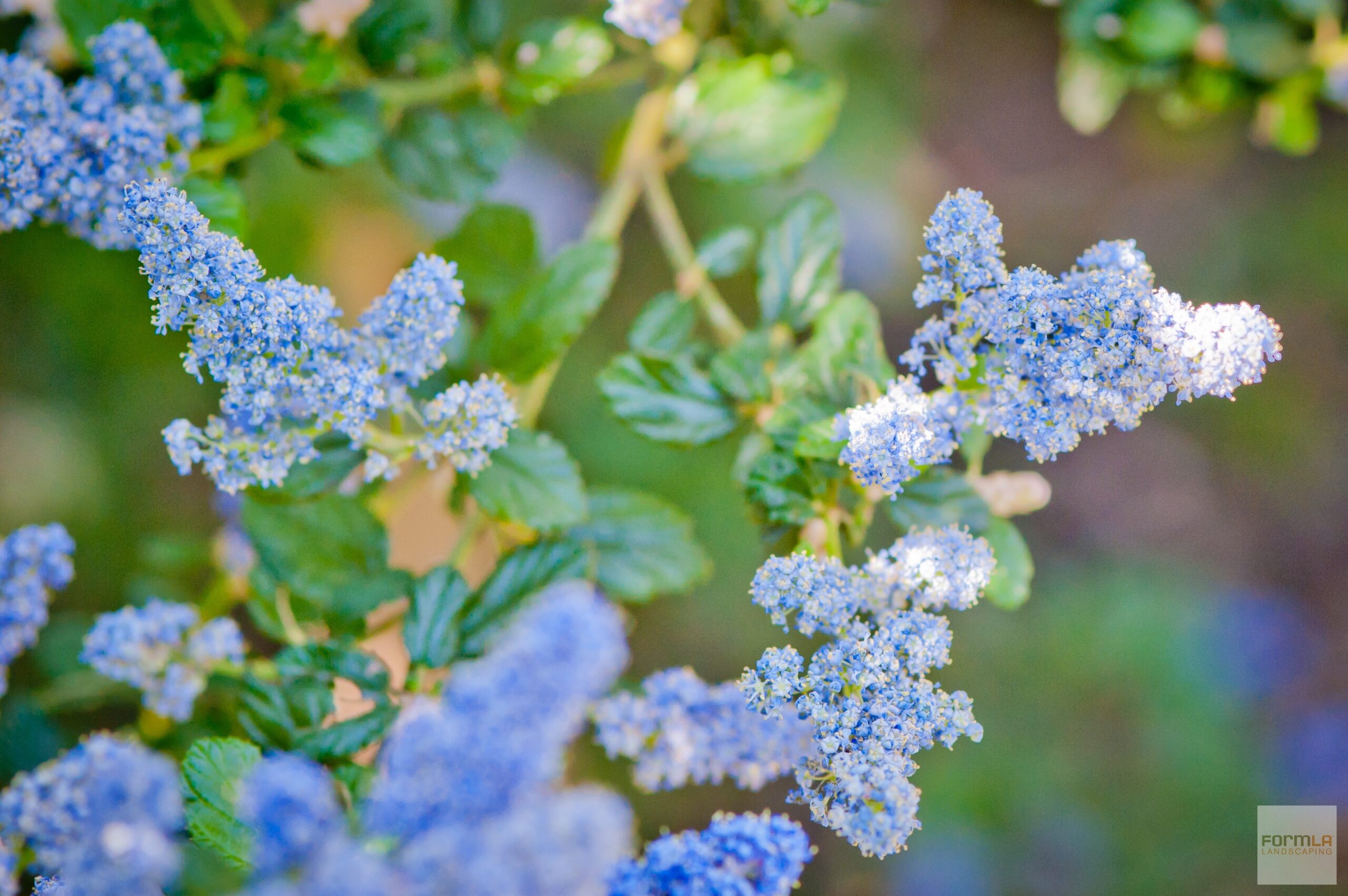 FormLA2019_Ceanothus_Aoyagi_LHP-509