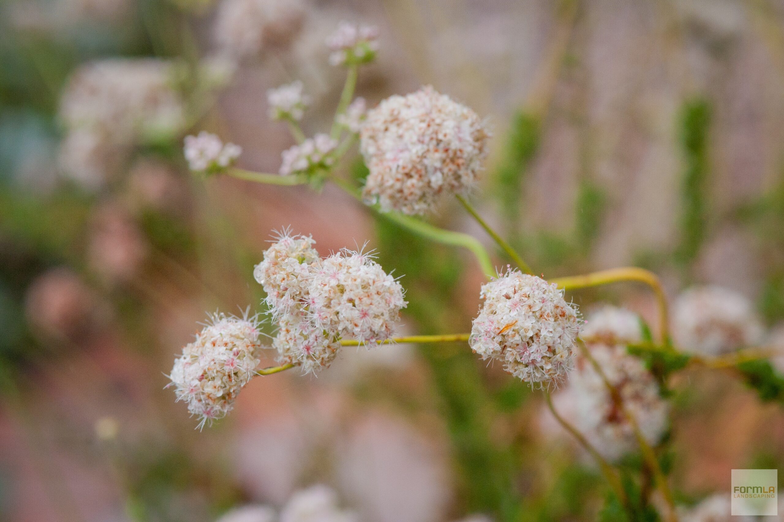 California Buckwheat