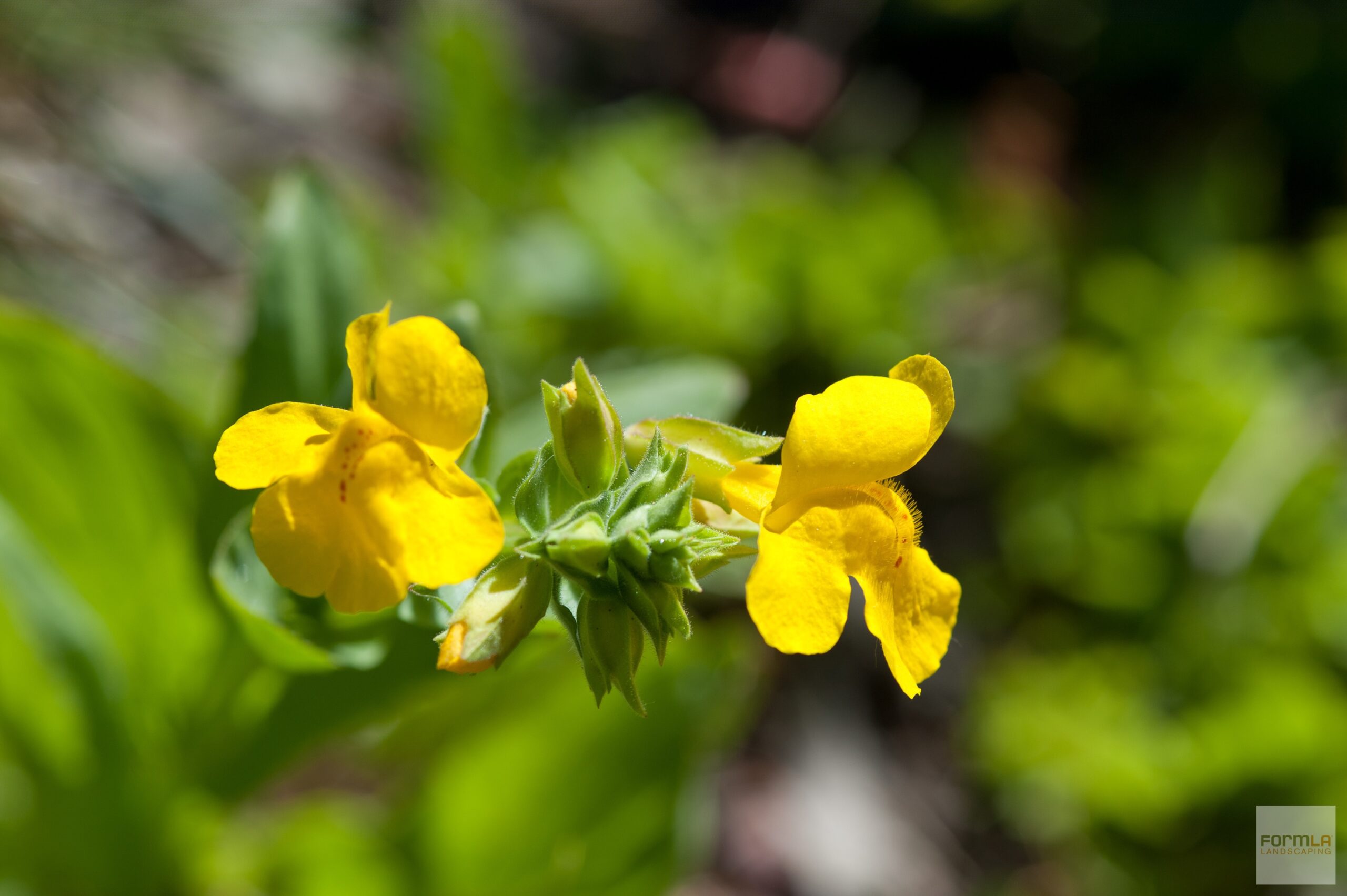 Rare Seep Monkey Flower's Sunshine-Yellow Blooms