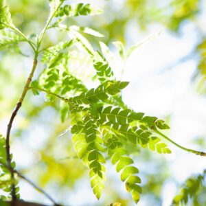 Sunlight filters through ironwood's serrated blade-like leaves.