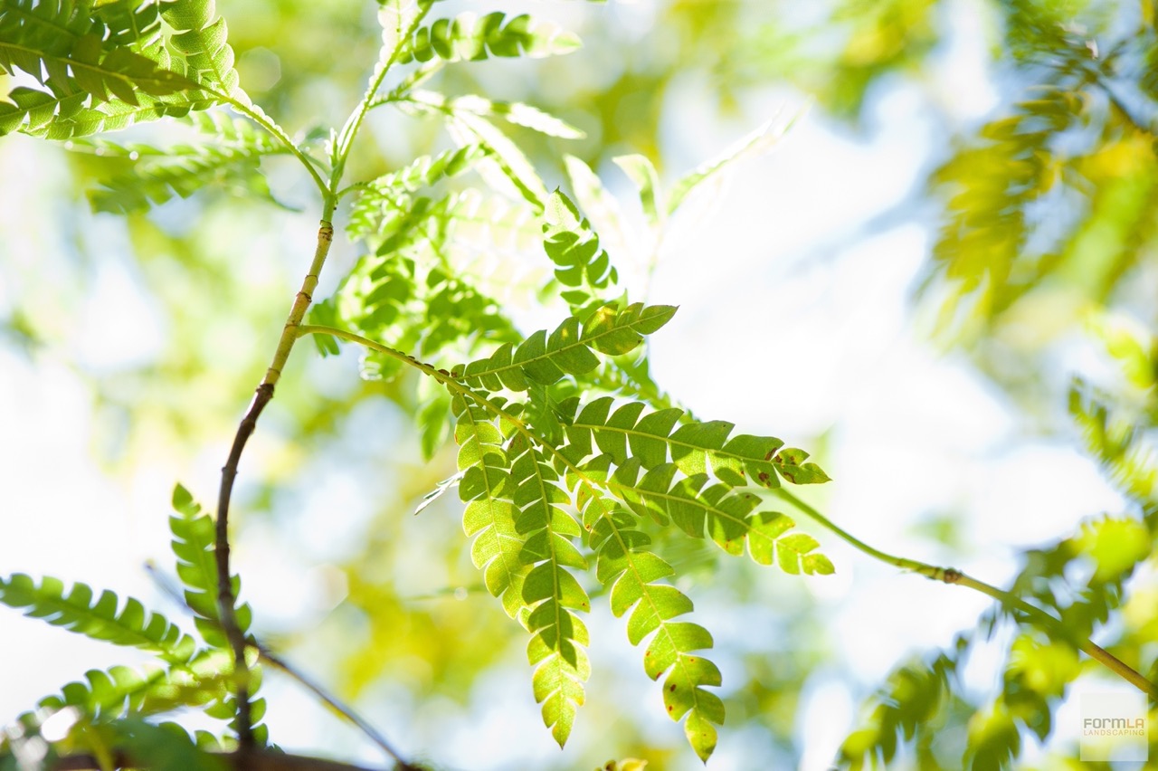 Sunlight filters through ironwood's serrated blade-like leaves.