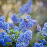 A bee on a bright blue bloom.