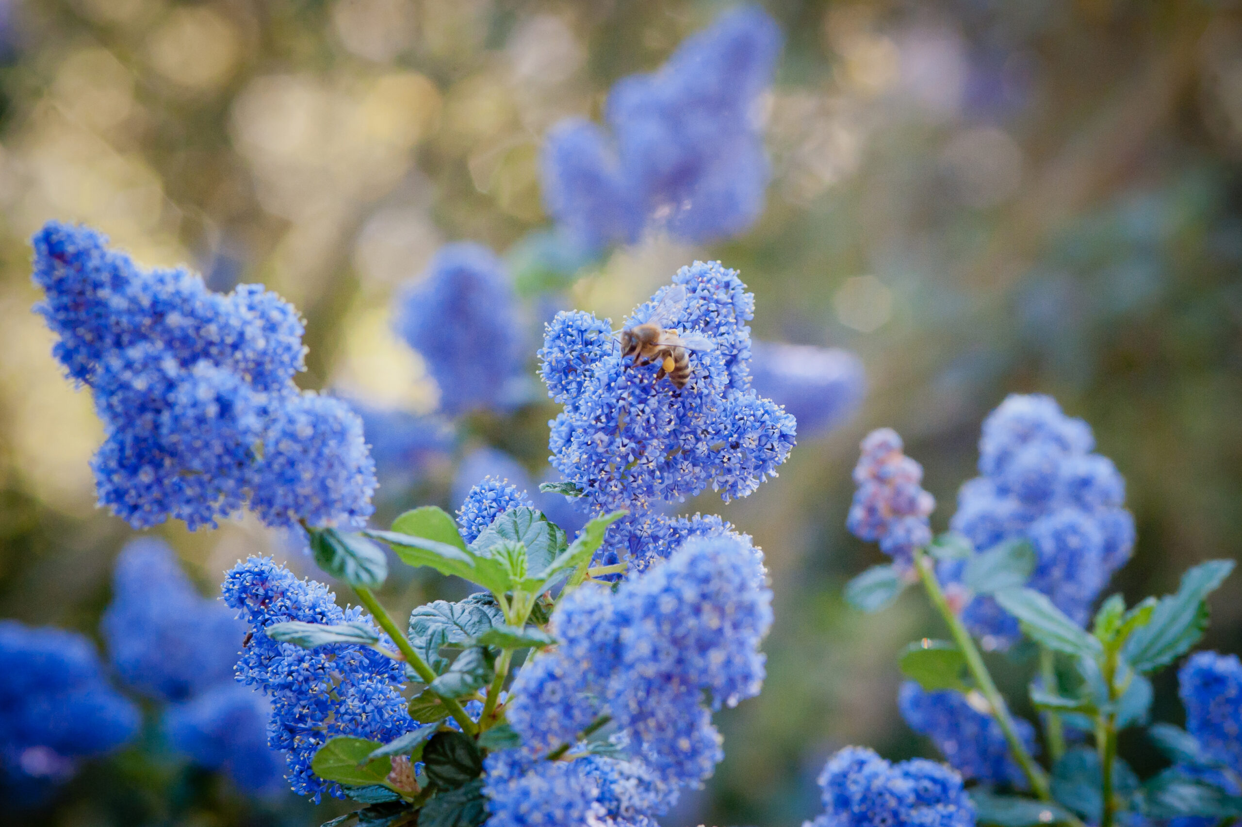 A bee on a bright blue bloom.