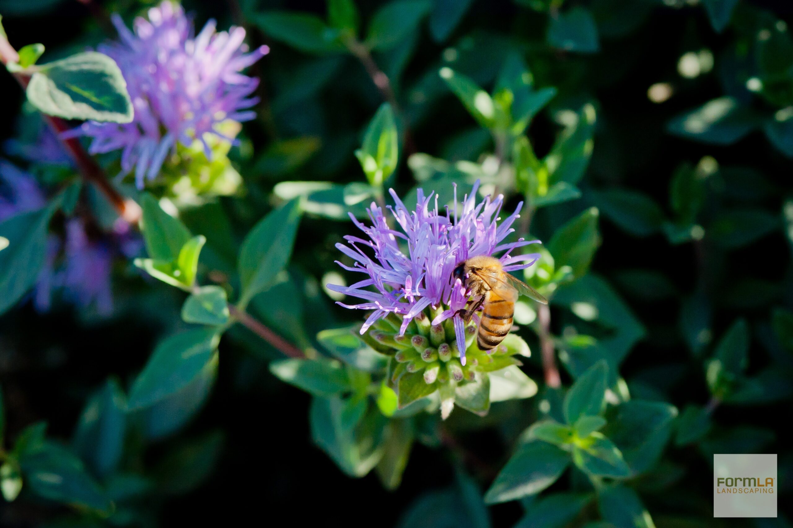 Coyote Mint