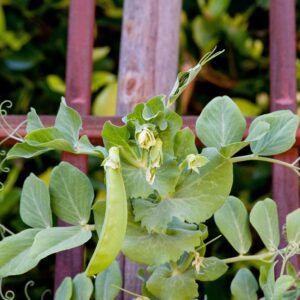 Harvest Seeds for a Bountiful Future