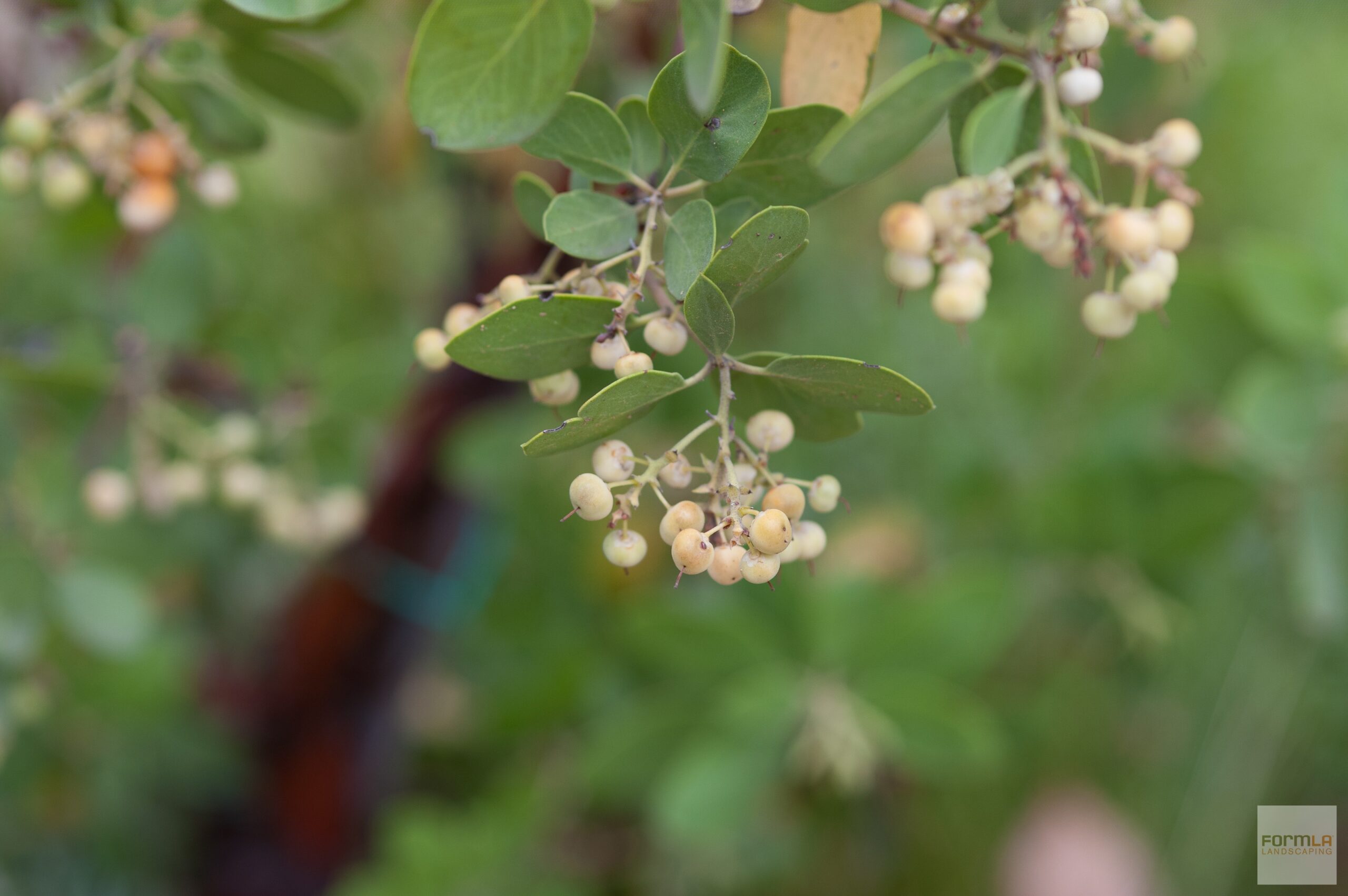 Edible Manzanita Berries