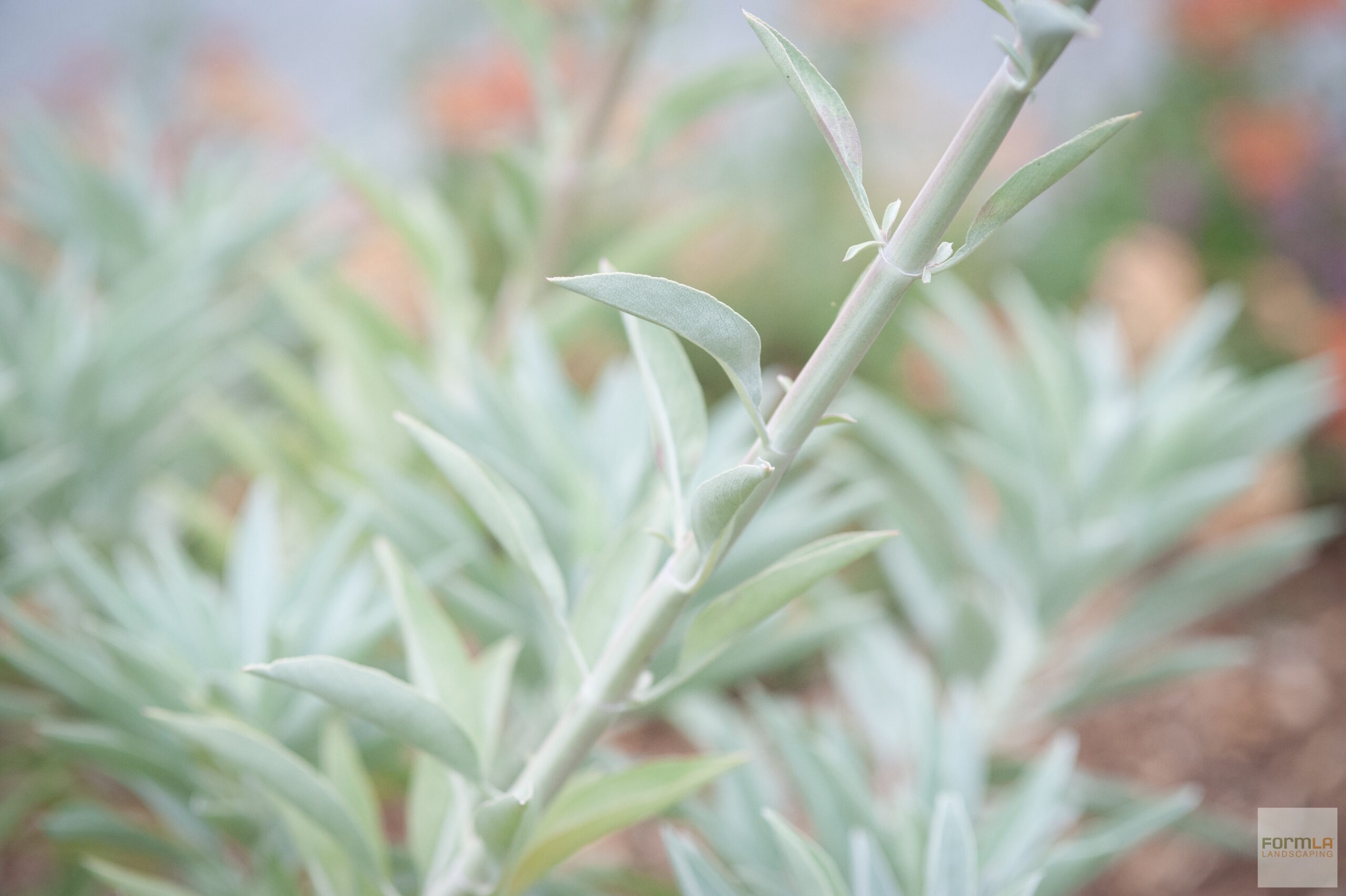 White Sage