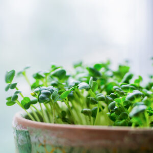 Grow Microgreens Now