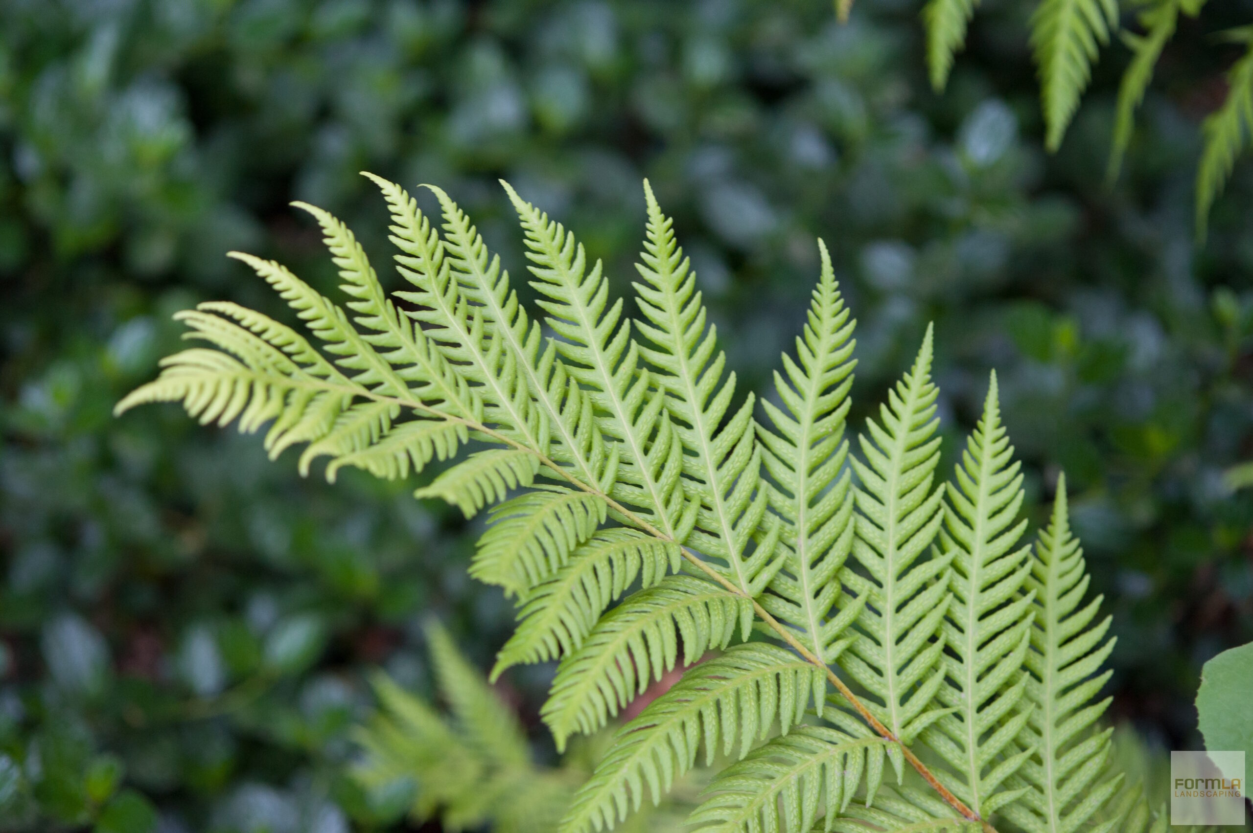 Giant Chain Fern