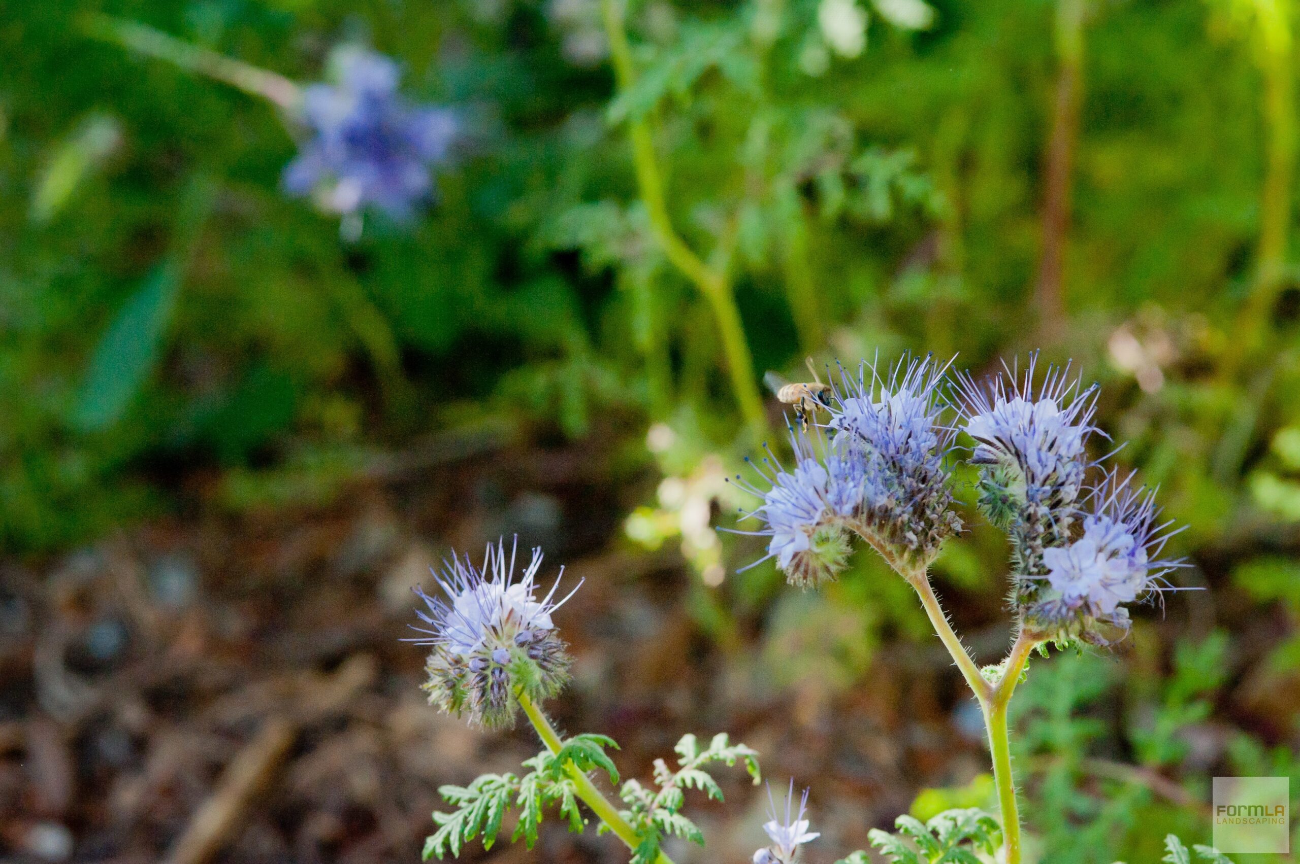 FormLA2019_Phacelia&Bee_Aoyag_LHP-470