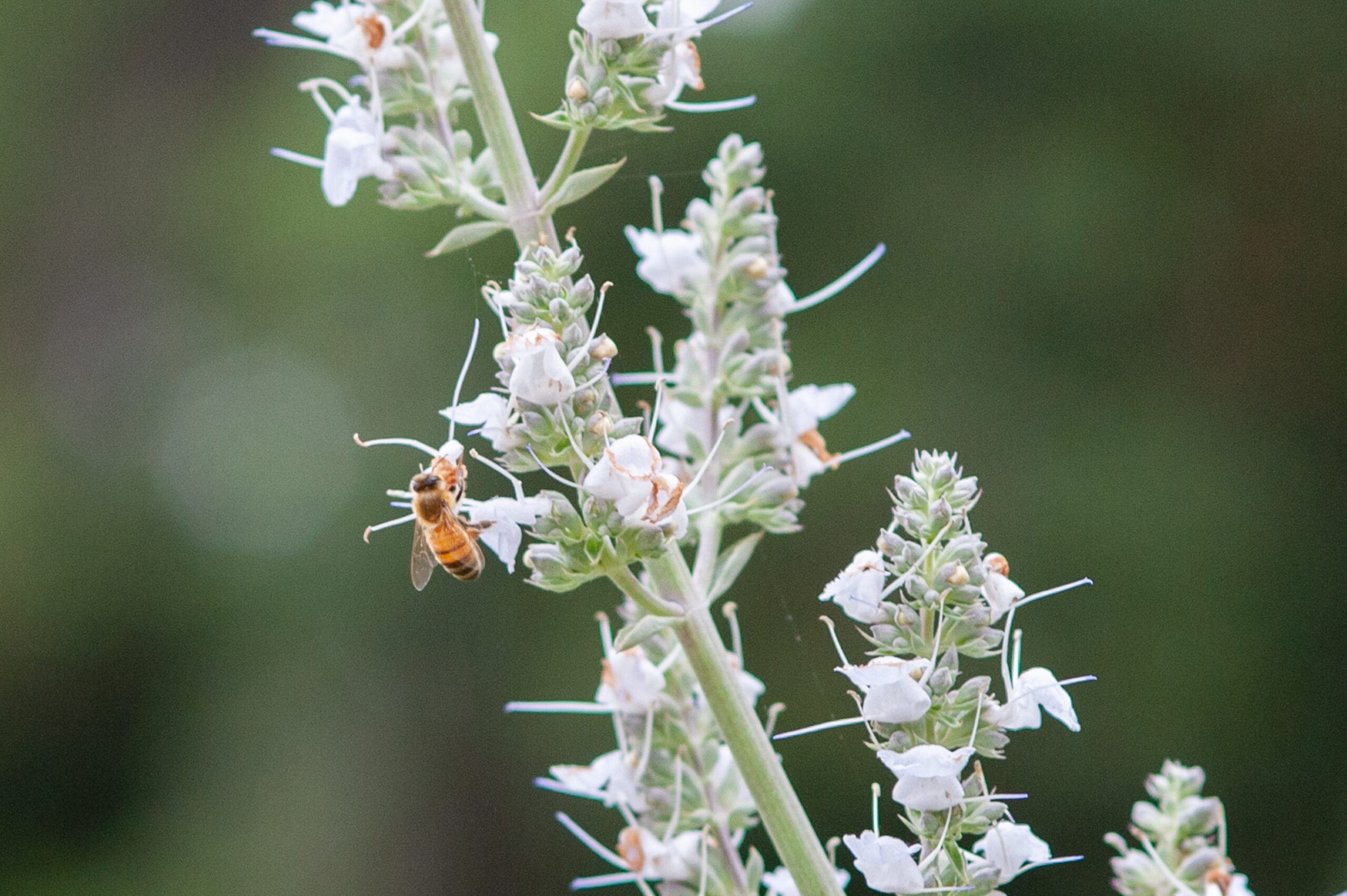 Pollinators Love White Sage Blooms