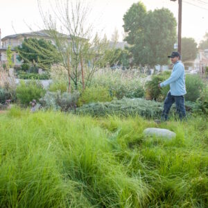 Work with Native Plants