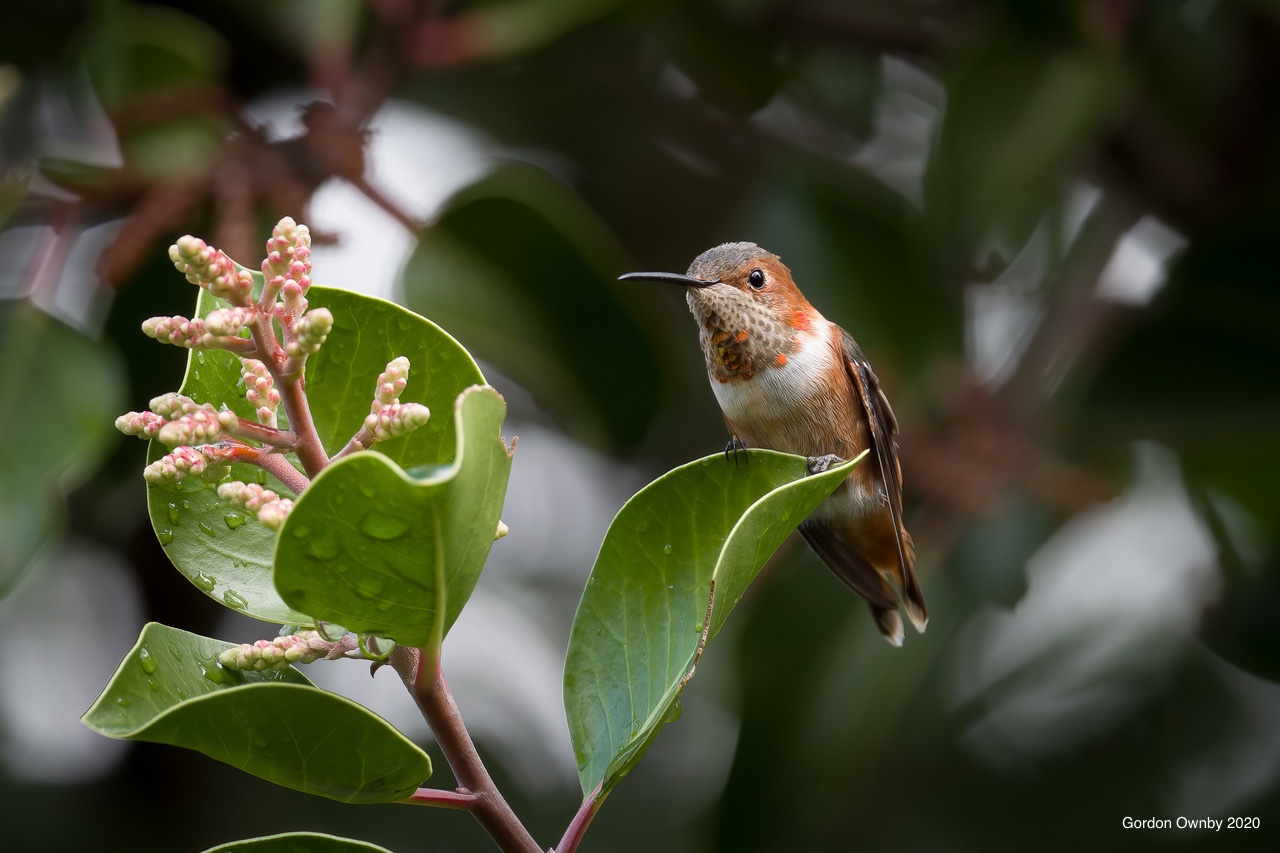 Allen's Hummingbird rests its wings and clings to the edge of a Sugar Sumac leaf. Photo by Gordon Ownby Photography