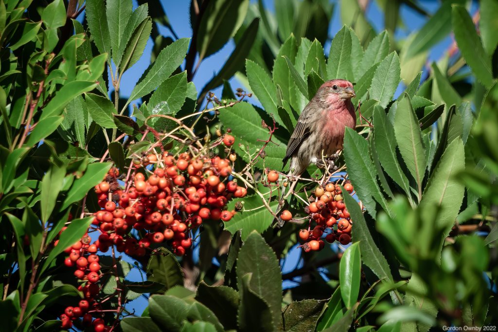 A red-feathered house finch sits among Toyon branches filled with Christmas Berries. Photo: Gordon Ownby