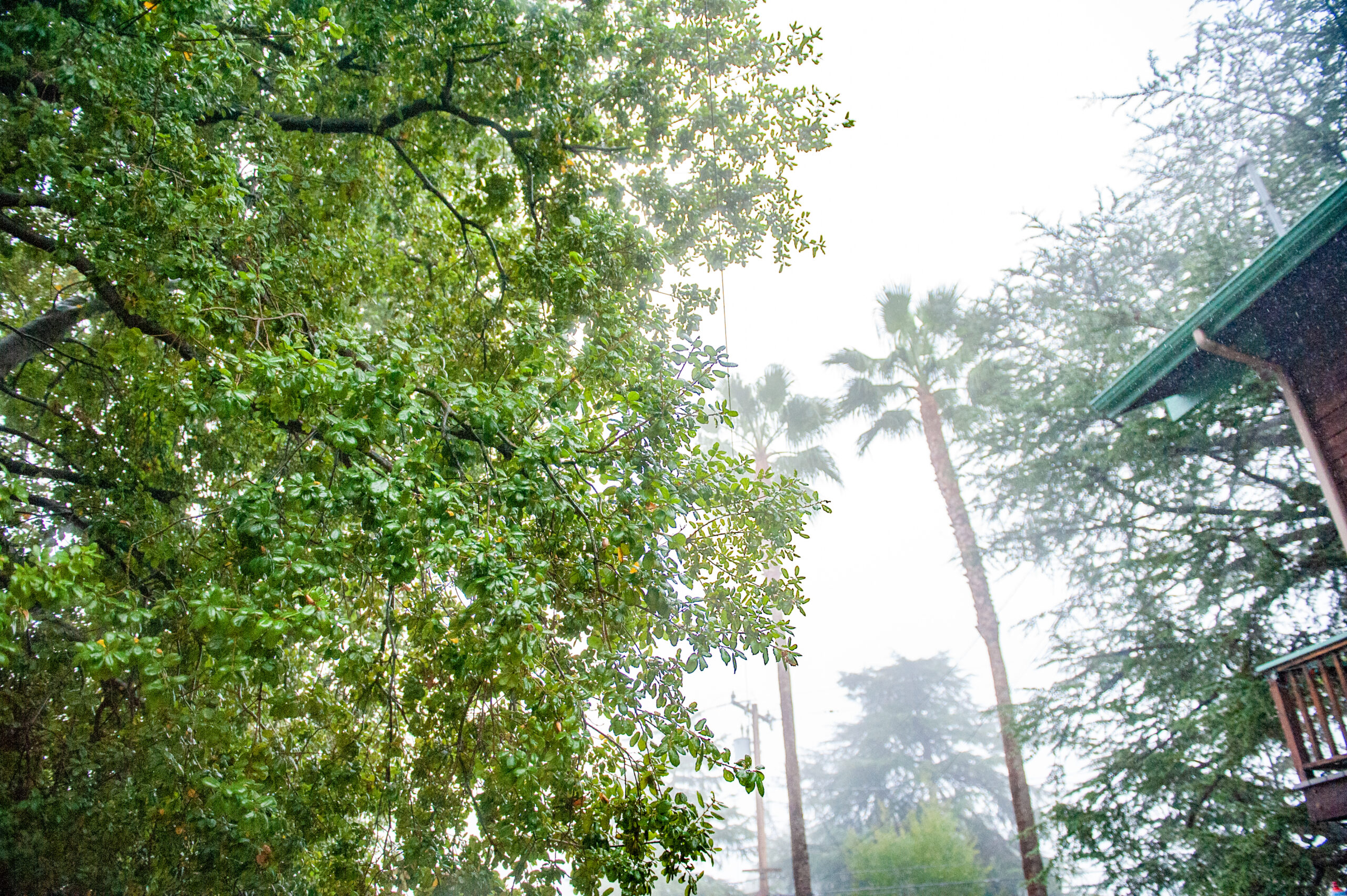 Expansive Tree Canopy