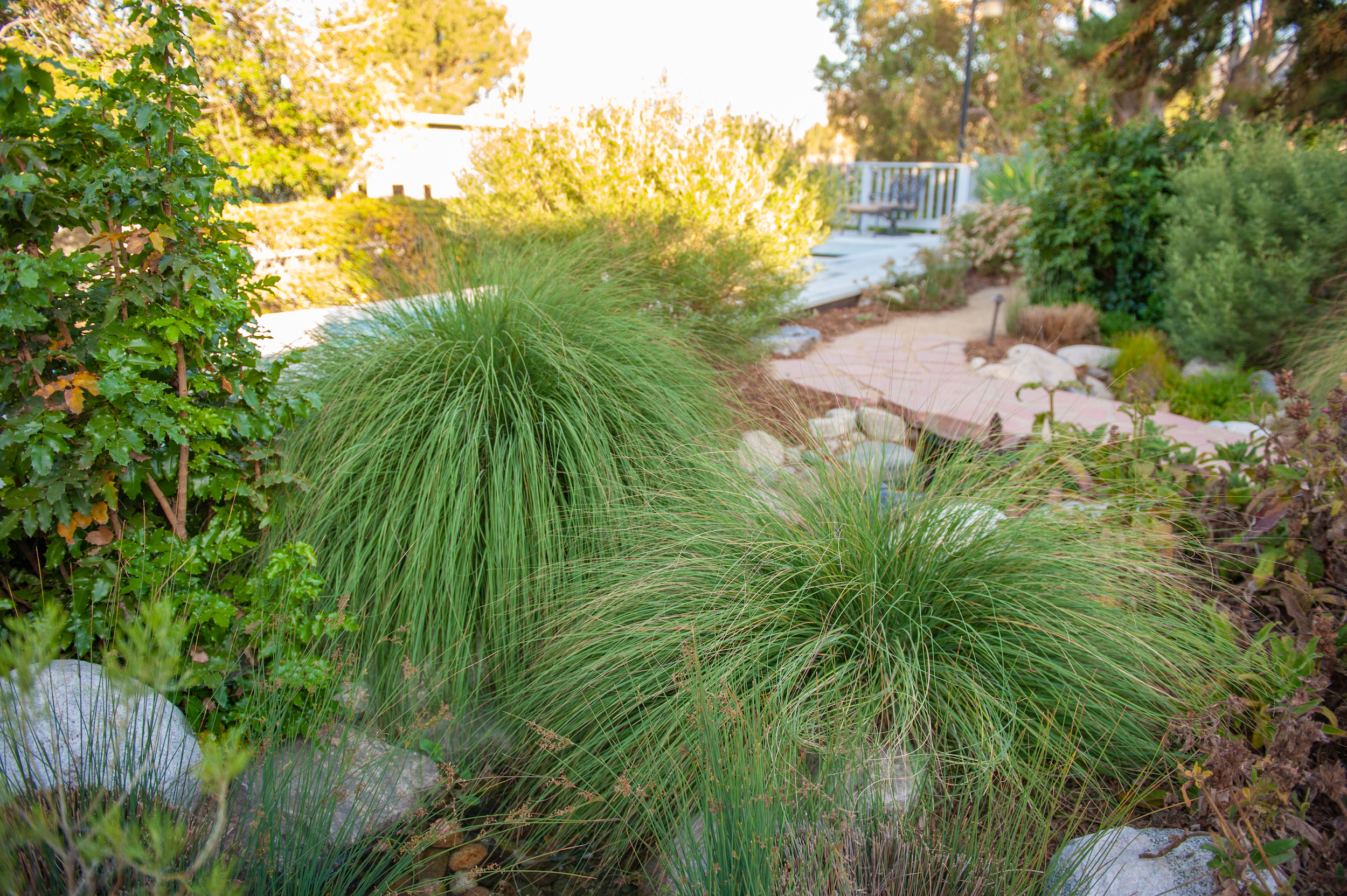 Kaufman-Houz-Summer-Foliage