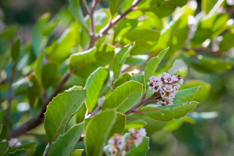 Lemonade-Berry-Blooms-768×511