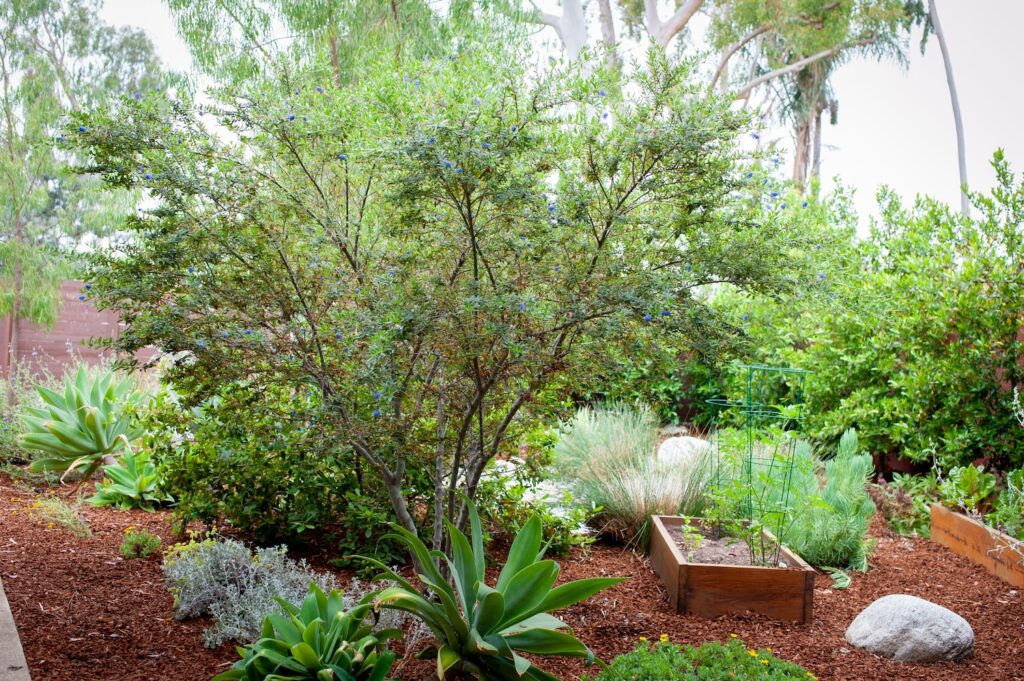 Tree-Ceanothus-1024×681