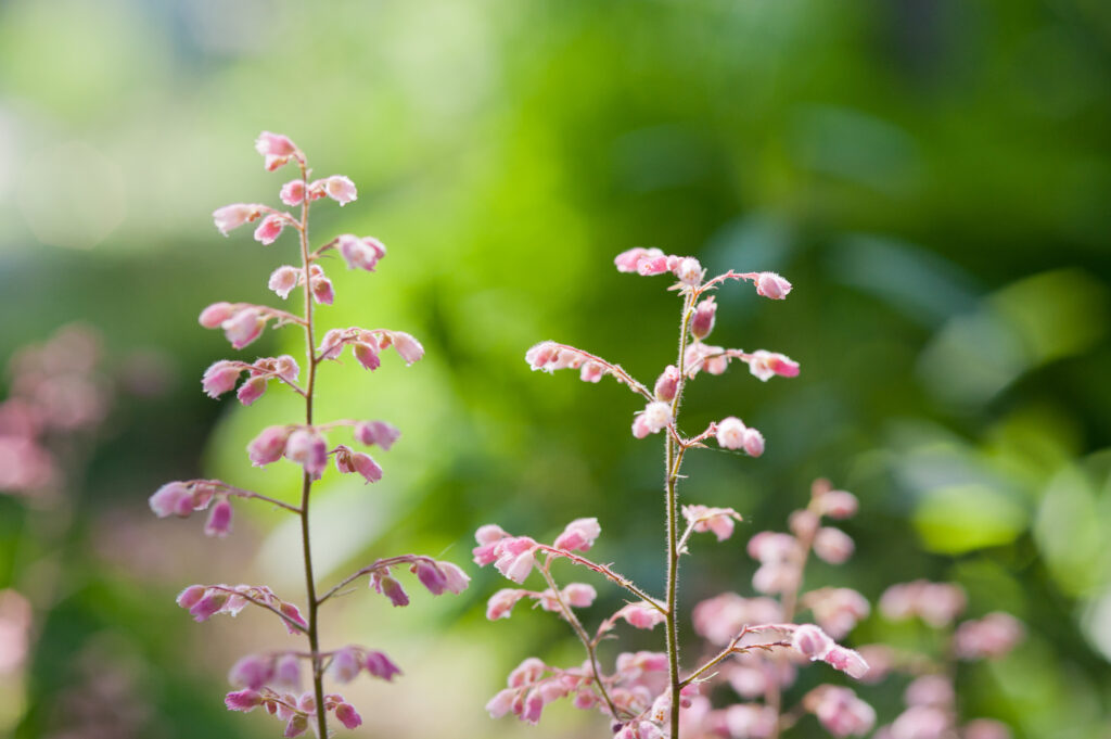 Alumroot_Aoyagi_2019-1024×681