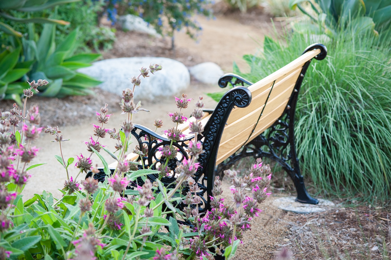 Bench-in-Blooms-Sylmar