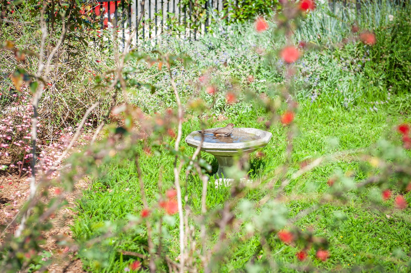 FormLA2023_Weiss_BirdBath-Bird_LHP-132