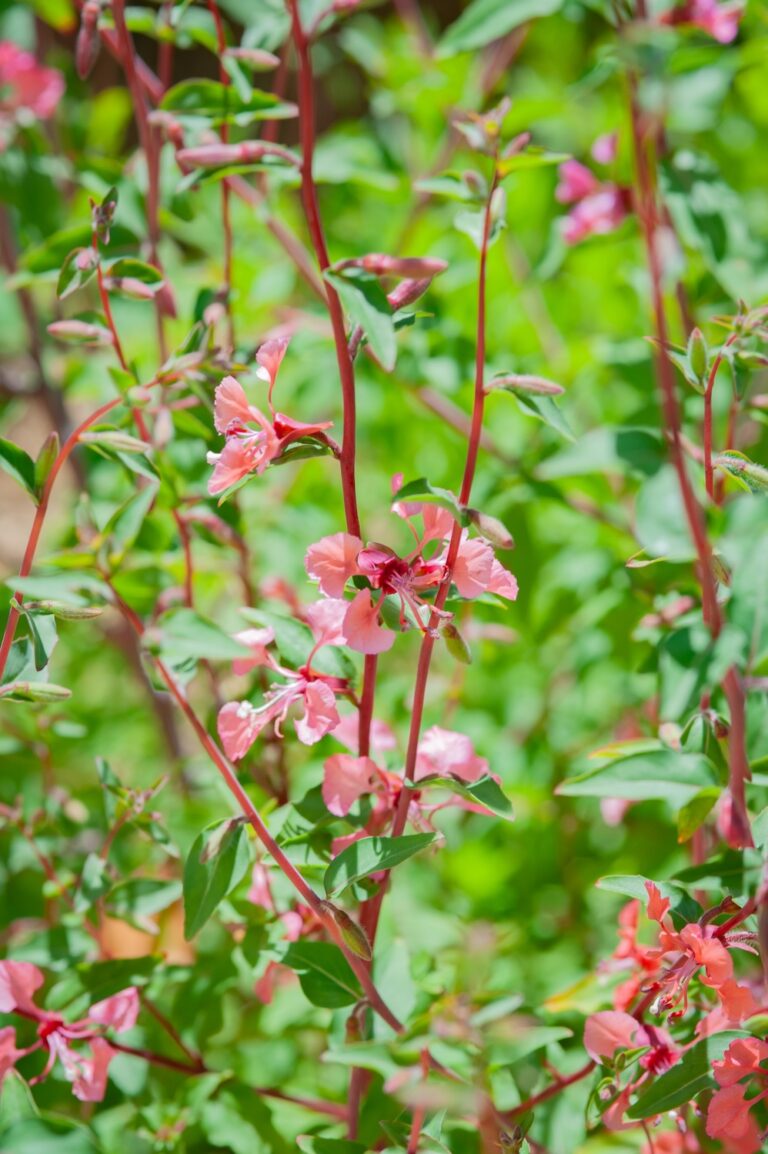 Clarkia-768×1154