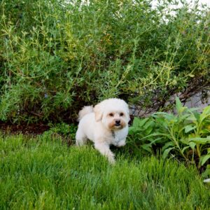 Dog Friendly Garden Design