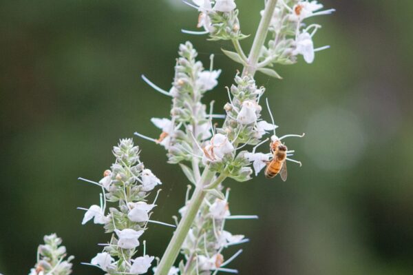 FormLA2021_Breaux_WhiteSage-Bee_LHP-84-600×399